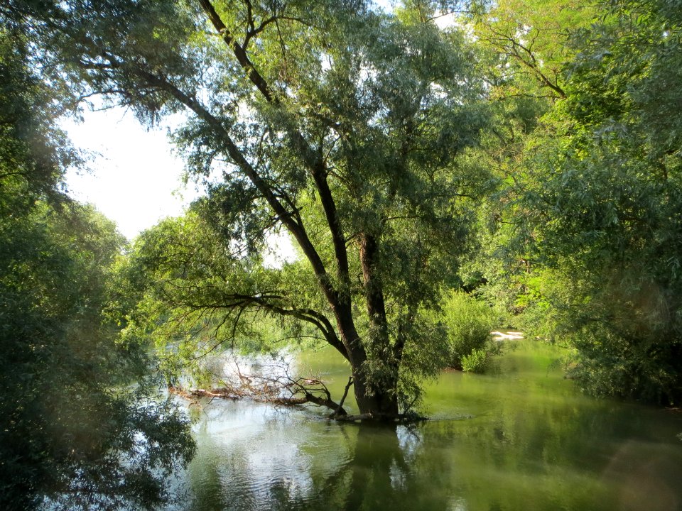 20140723Hochwasser_Germersheimer_Rheinauen2