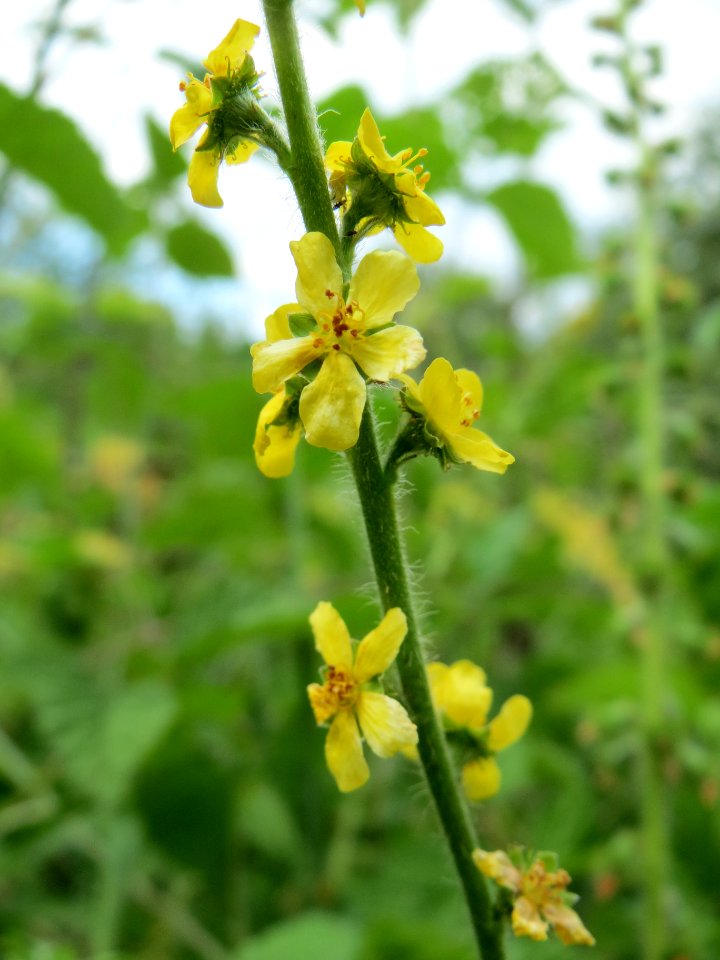 20140627Agrimonia_eupatoria1