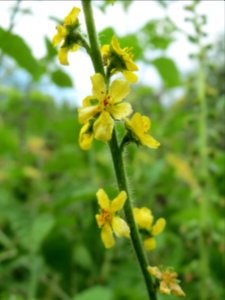 20140627Agrimonia_eupatoria1 photo