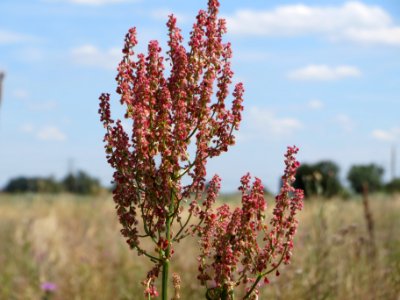 20140626Rumex_thyrsiflorus1
