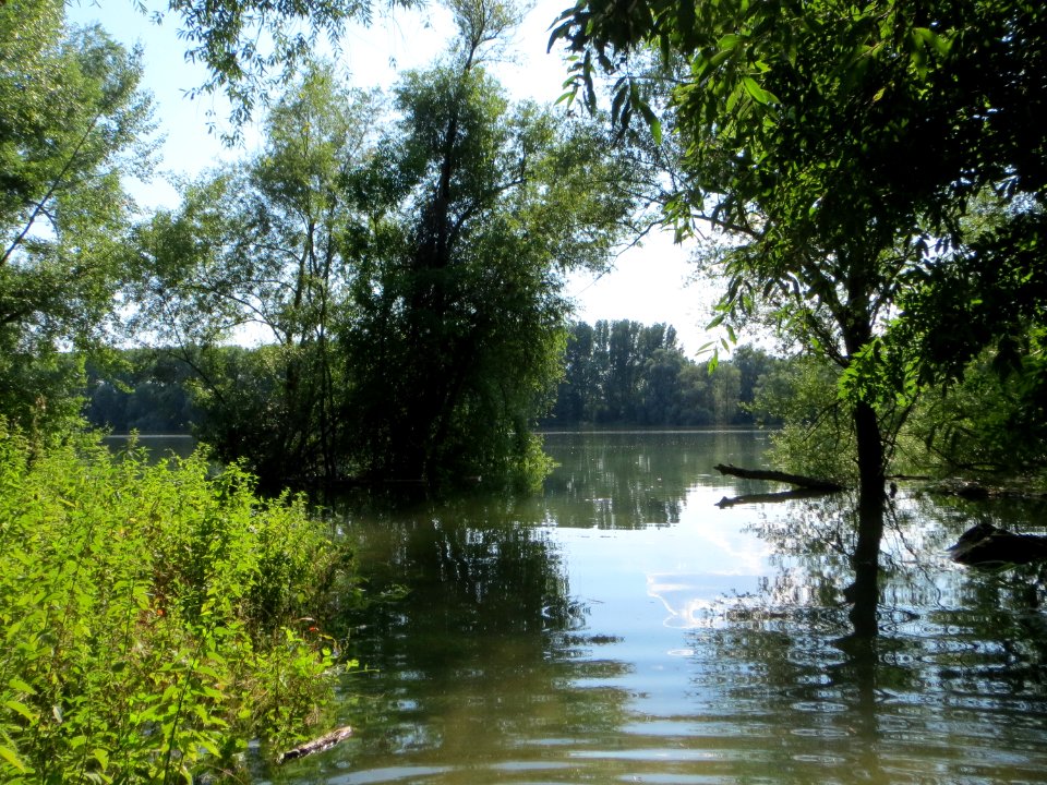 20140723Hochwasser_Germersheimer_Rheinauen1