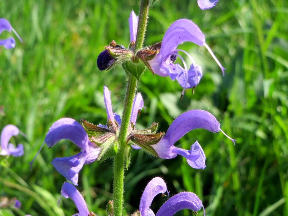20140723Salvia_pratensis1