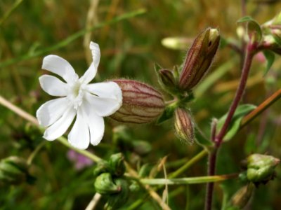 20140629Silene_latifolia