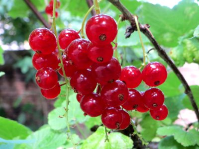 20140627Ribes_rubrum1