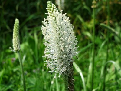 20140723Plantago_media2