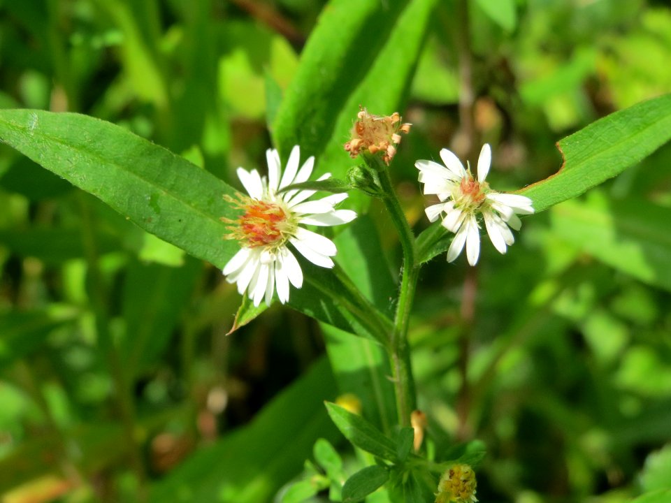20140627Symphyotrichum_sp._3