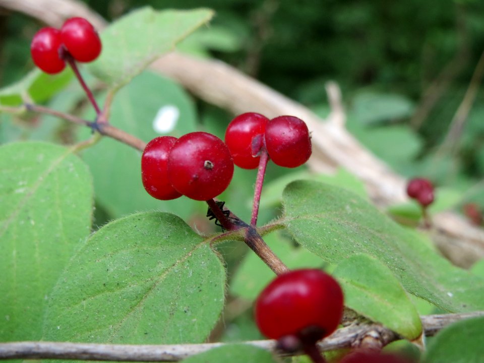 20140627Lonicera_xylosteum