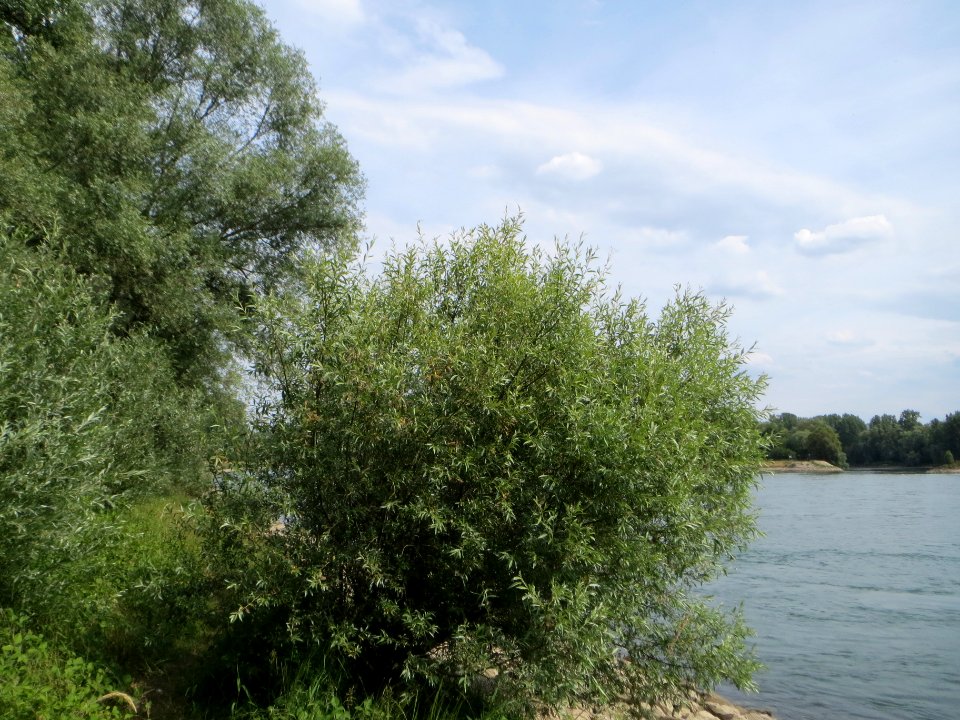 20140627Salix_alba