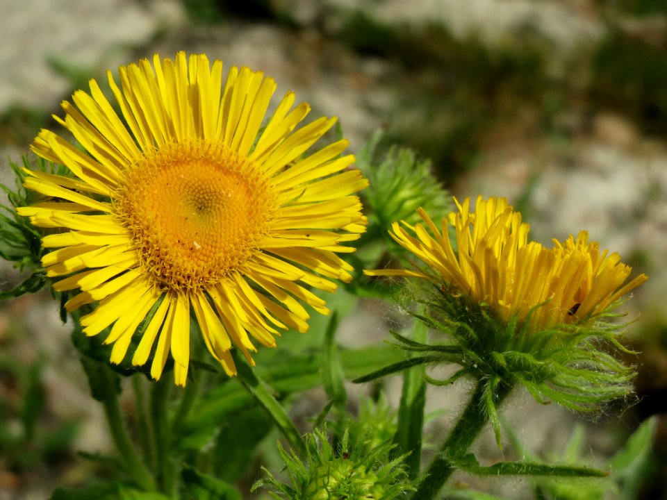 20140627Inula_britannica2