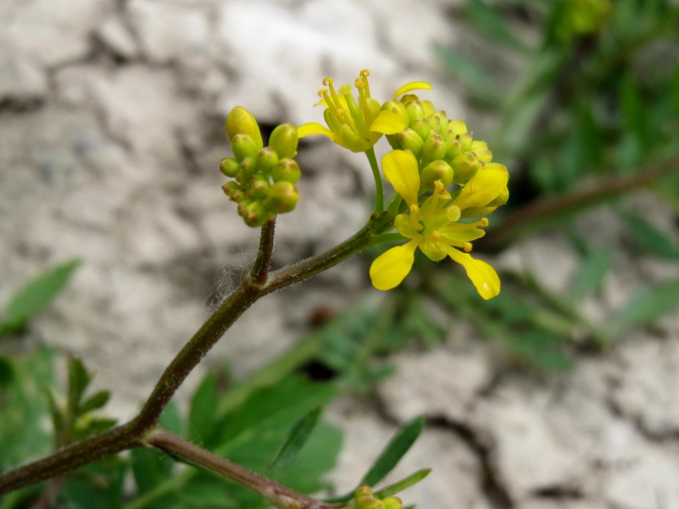 20140627Rorippa_sylvestris3