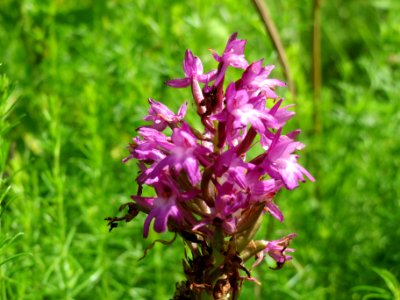20140610Anacamptis_pyramidalis2