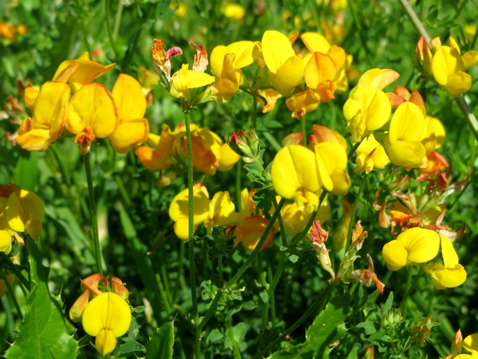 20140718Lotus_corniculatus