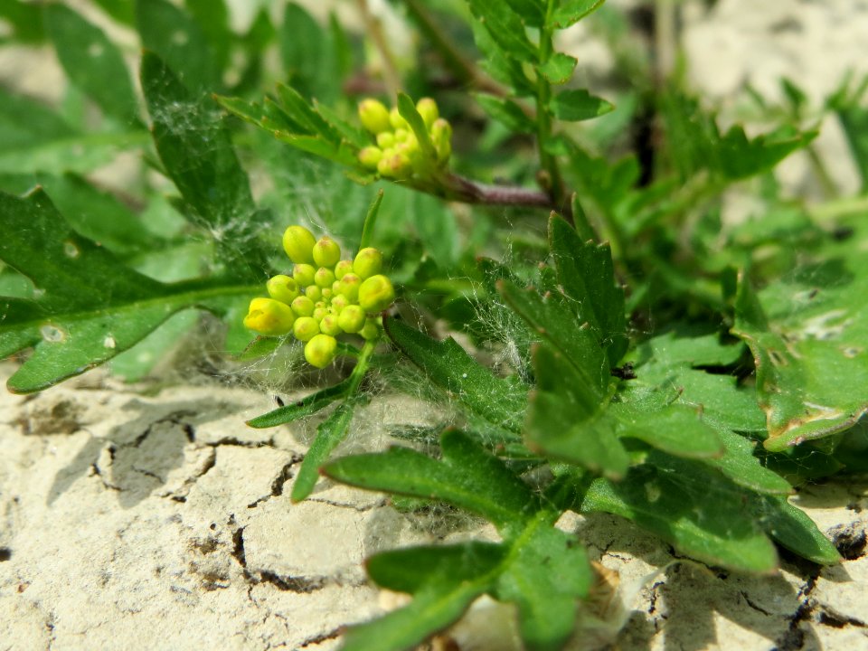 20140627Rorippa_sylvestris6
