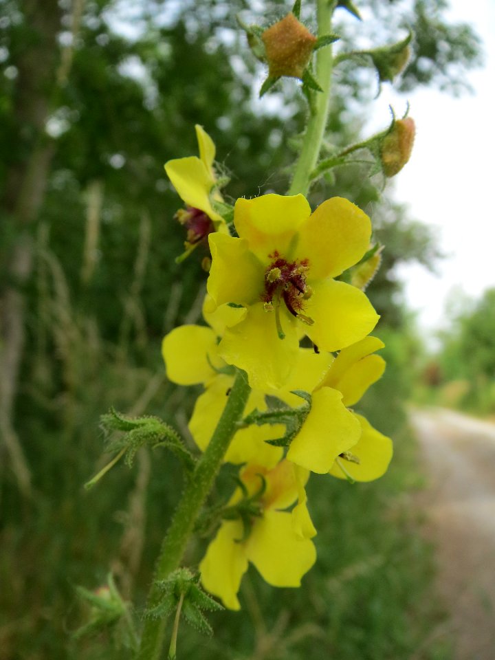 20140627Verbascum_nigrum