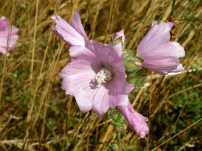20140626Malva_alcea2