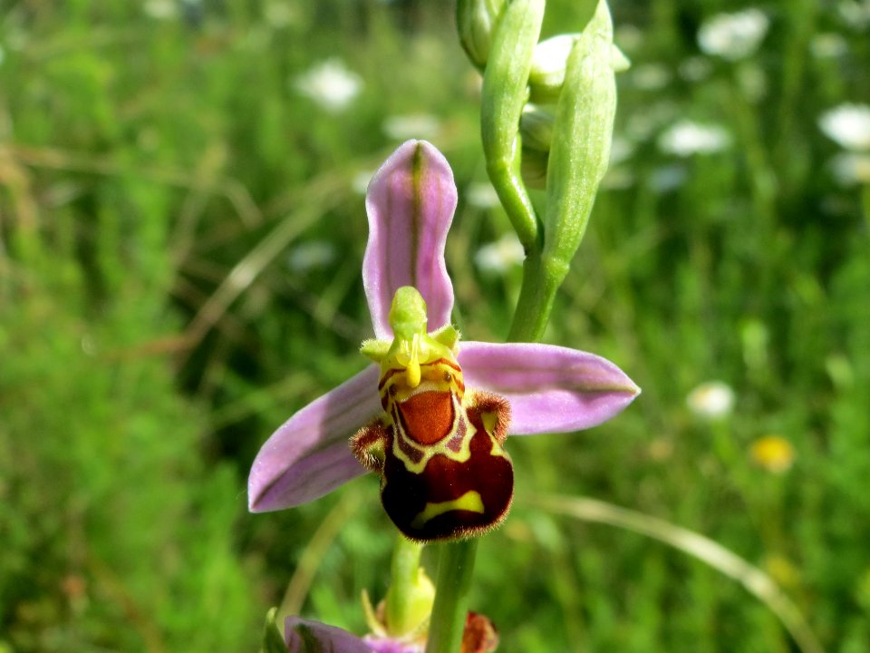 20140610Ophrys_apifera4