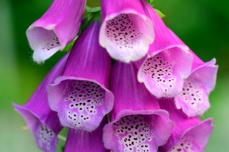 Digitalis purpurea flower blossom