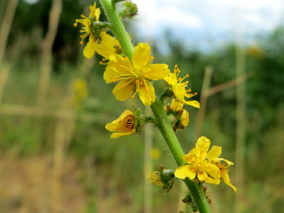 20140629Agrimonia_eupatoria1