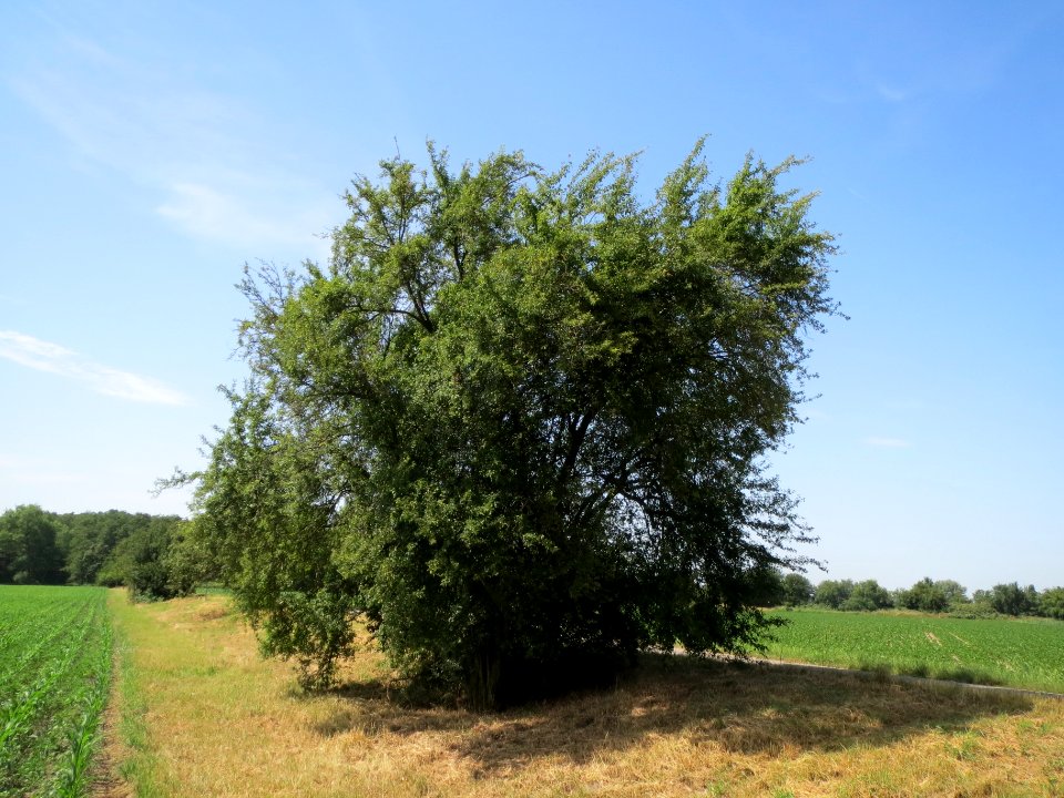 20140610Prunus_cerasifera
