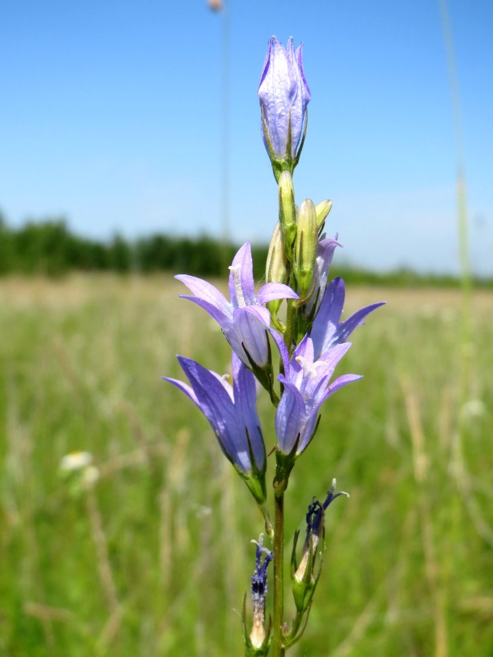 20140610Campanula_rapunculus3