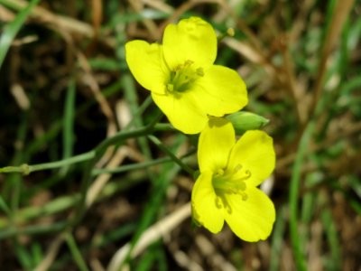 20140717Diplotaxis_tenuifolia