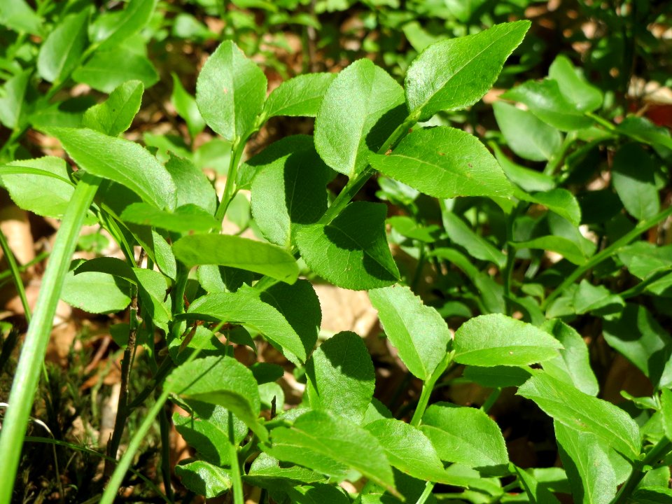 20140609Vaccinium_myrtillus2