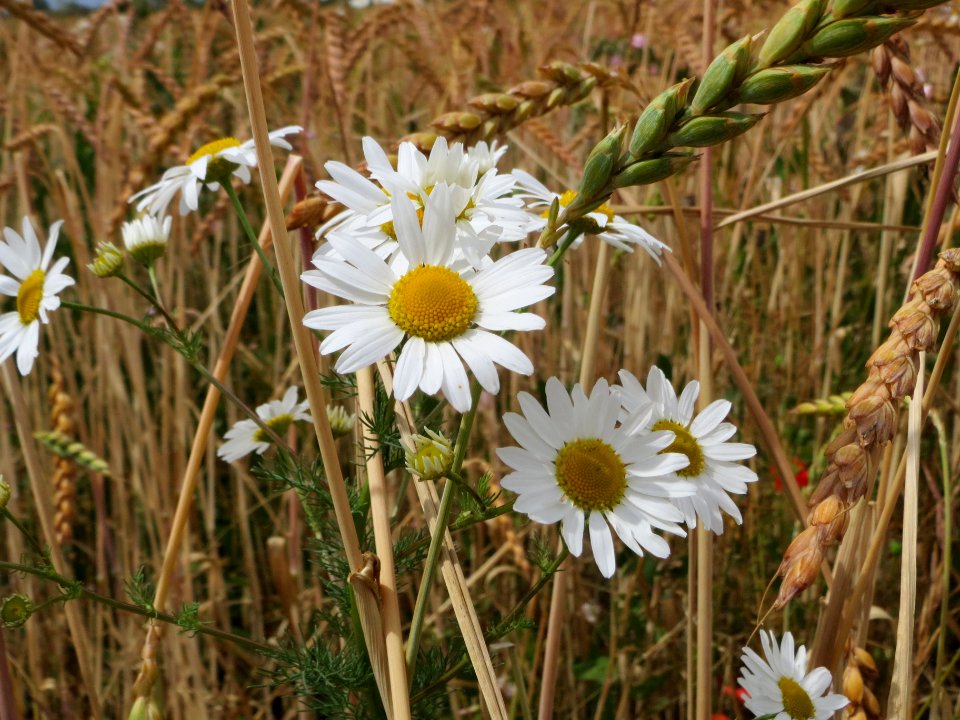20140629Tripleurospermum_inodorum4