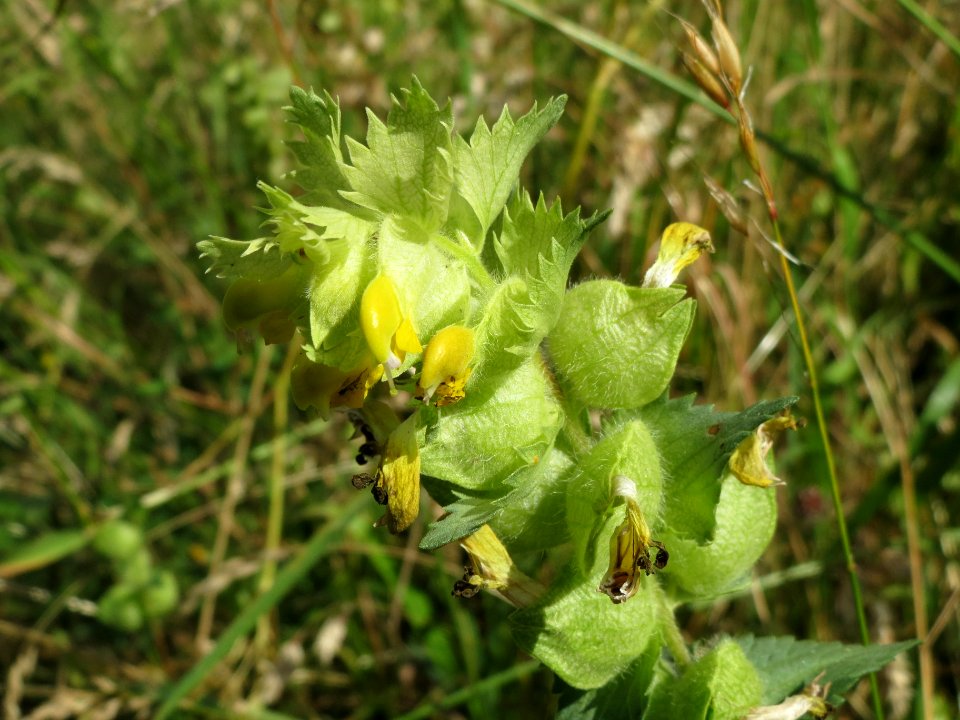 20140618Rhinanthus_alectorolophus2