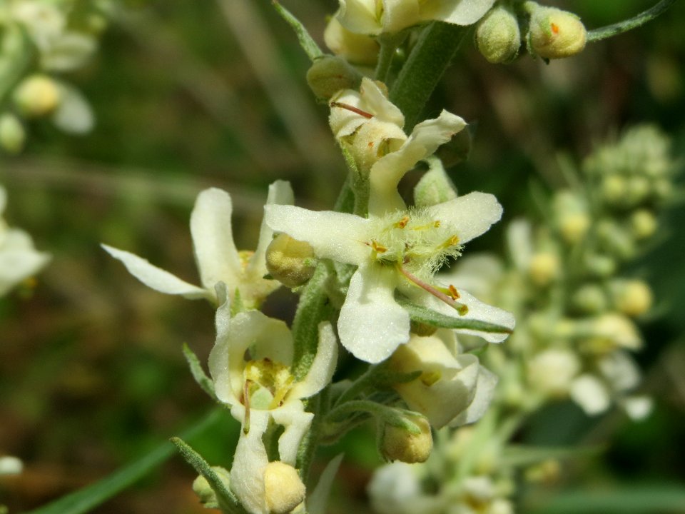20140629Verbascum_lychnitis