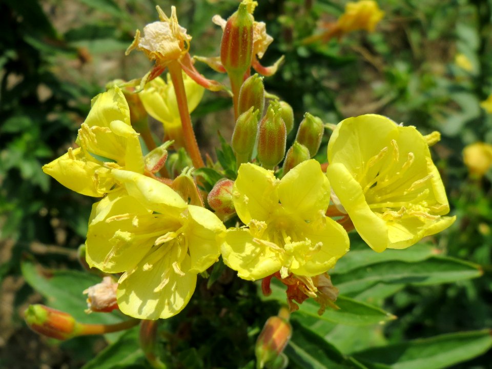 20140725Oenothera_biennis1