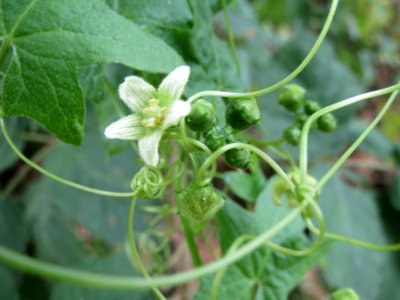 20140627Bryonia_dioica3