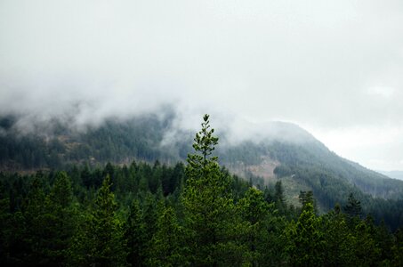Mountain pine tree natural