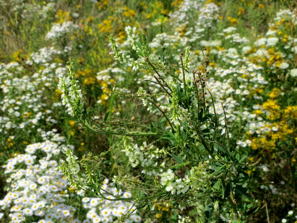 20140725Melilotus_albus2