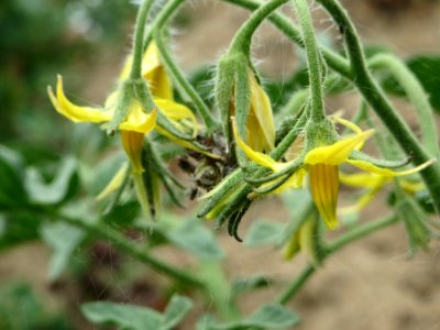 20140629Solanum_lycopersicum1