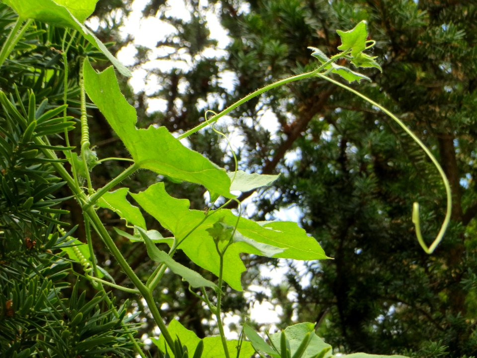 20140627Bryonia_dioica4