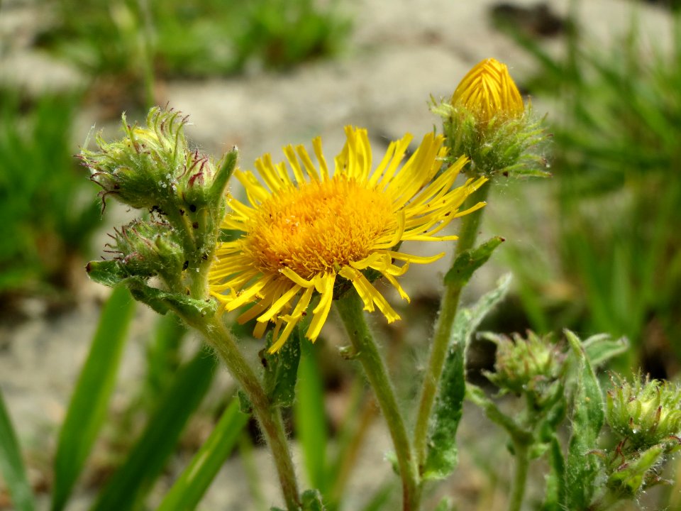 20140627Inula_britannica5