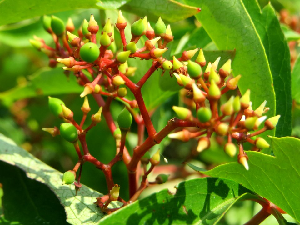 20140725Parthenocissus_quinquefolia3