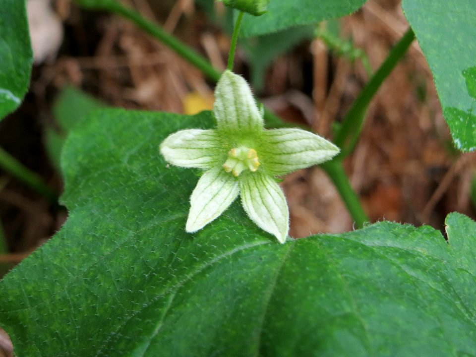 20140629Bryonia_dioica1