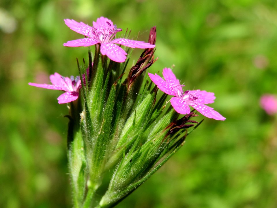 20140610Dianthus_armeria3