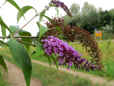 20140726Buddleja_davidii1