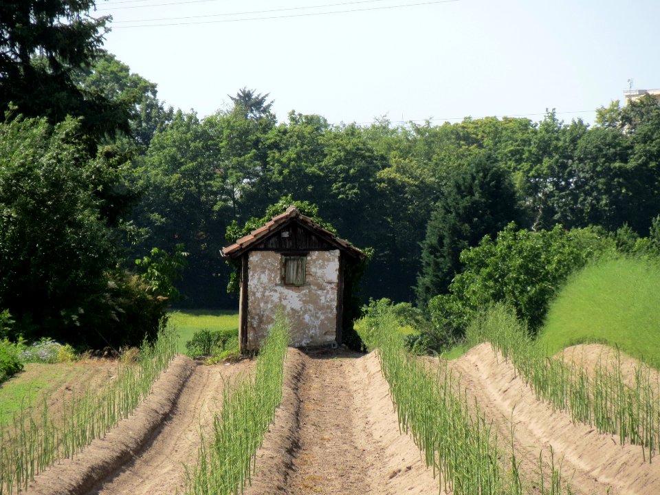 20140608Oftersheimer_Duenen