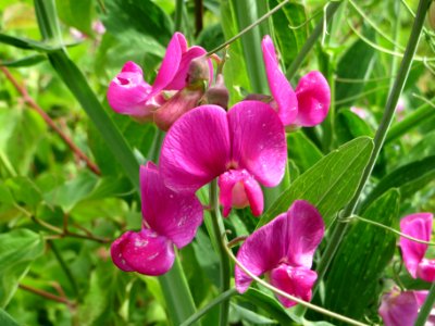 20140627Lathyrus_latifolius1