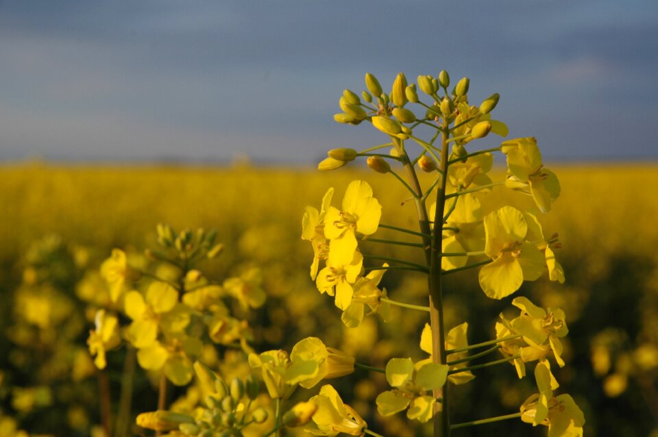 Canola field flower yellow