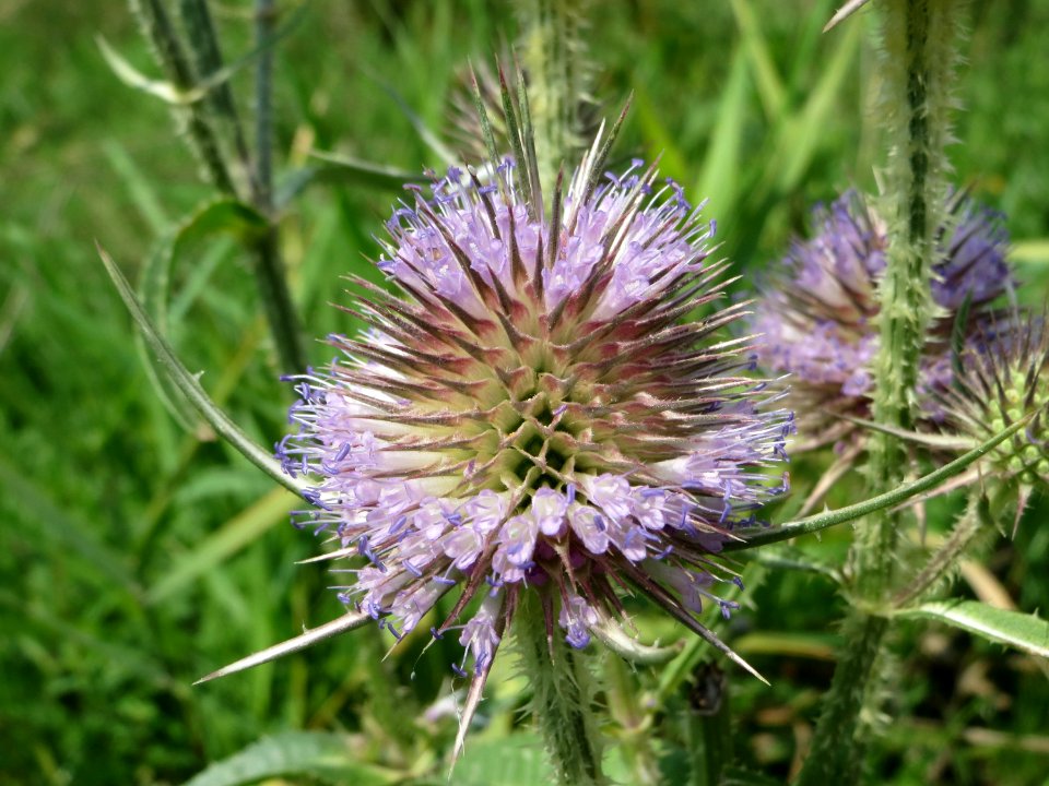 20140724Dipsacus_fullonum6