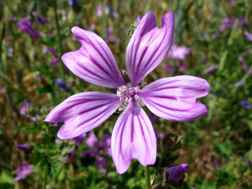 20140626Malva_sylvestris1