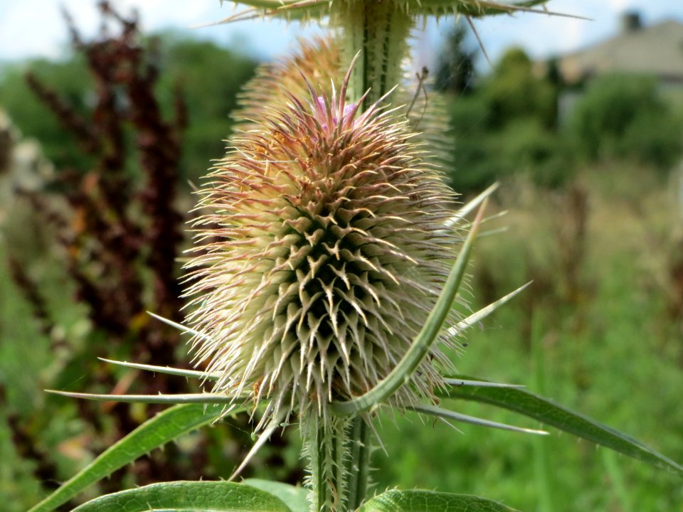 20140724Dipsacus_fullonum2
