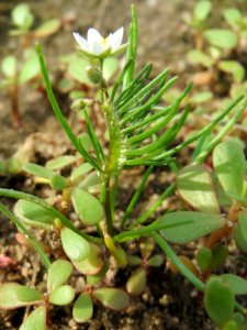 20140722Spergula_arvensis1