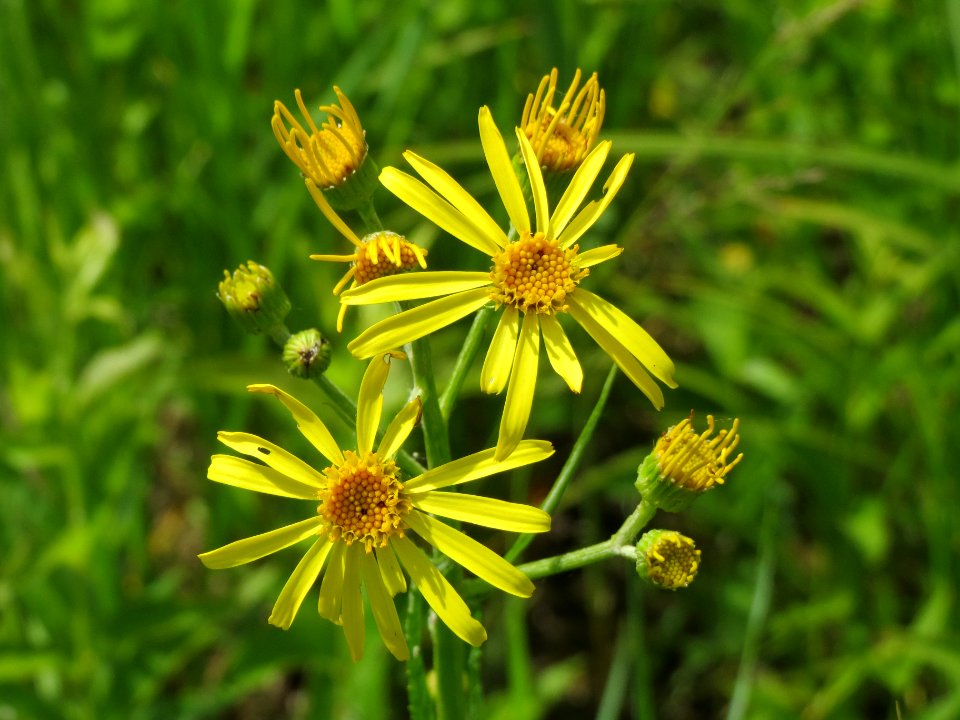 20140607Jacobaea_paludosa6