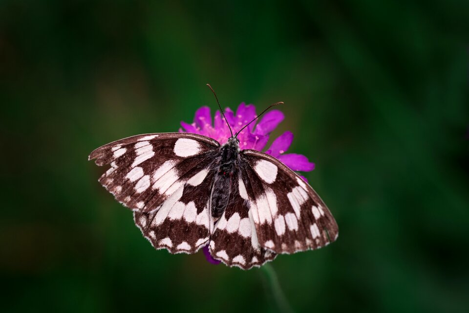 Edelfalter nature summer