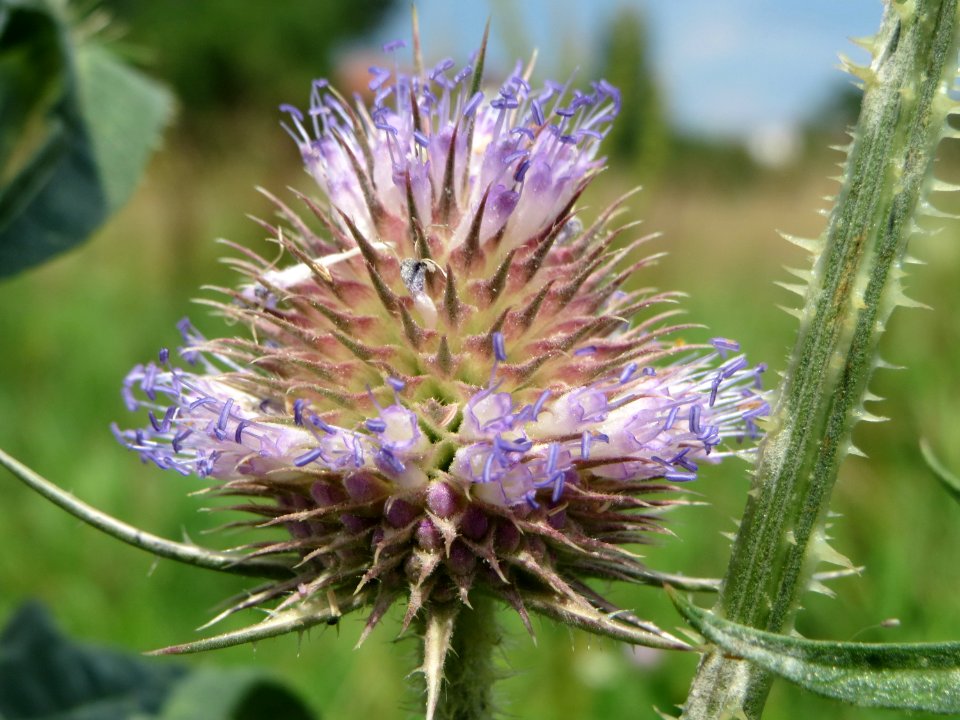 20140724Dipsacus_fullonum4